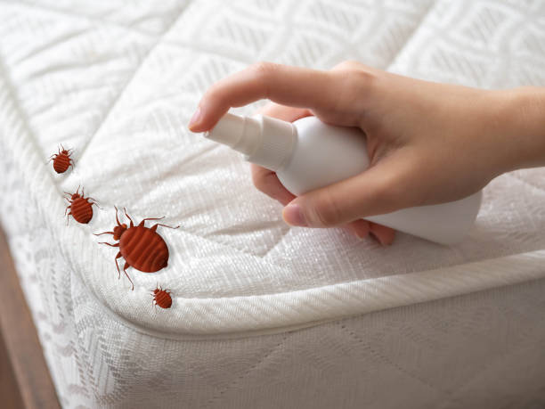 Best Pest Control Treatment  in Southside Place, TX
