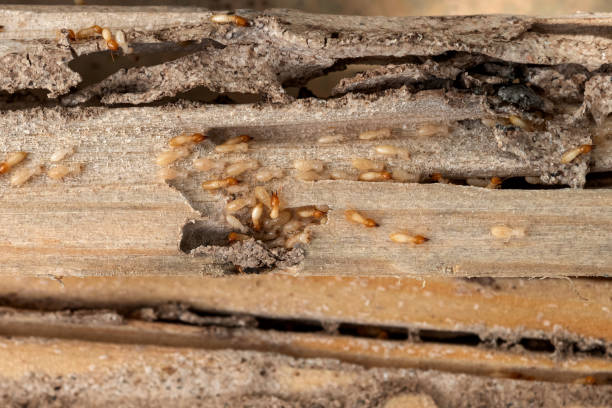Flea Control Services in Southside Place, TX