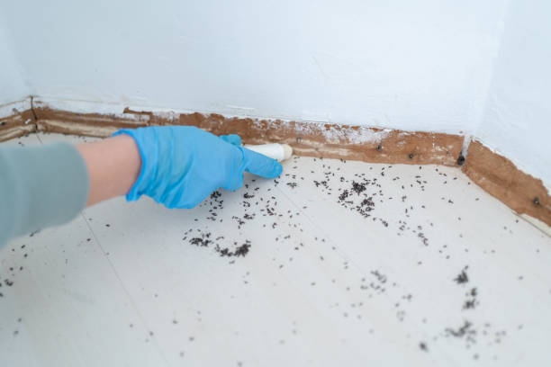 Best Affordable Pest Control Services  in Southside Place, TX